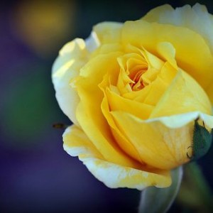 Роза Джина Лоллобриджида(чайно-гибридная)