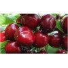 Черешня Бархатная: фото и описание