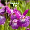 Комплект 5шт / Ирис сибирский Роуз Квест