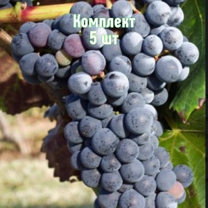 Комплект 5шт / Виноград Аликант Буше