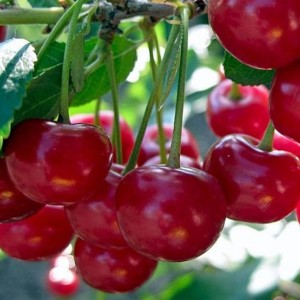 Вишня Комсомольская