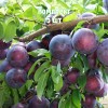 Комплект 5шт / Алыча Шатер (Ранняя/Фиолетовая): фото и описание