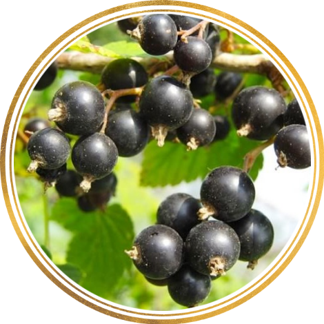 Саженцы Черной Смородины Крупноплодной Купить В Алматы